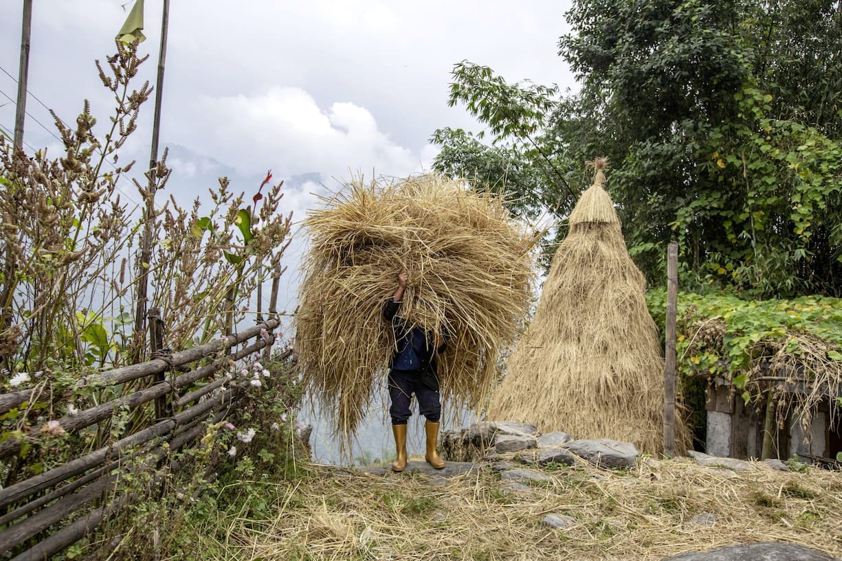 Reportage sur le royaume du Sikkim: un paysan porte des plants de riz
