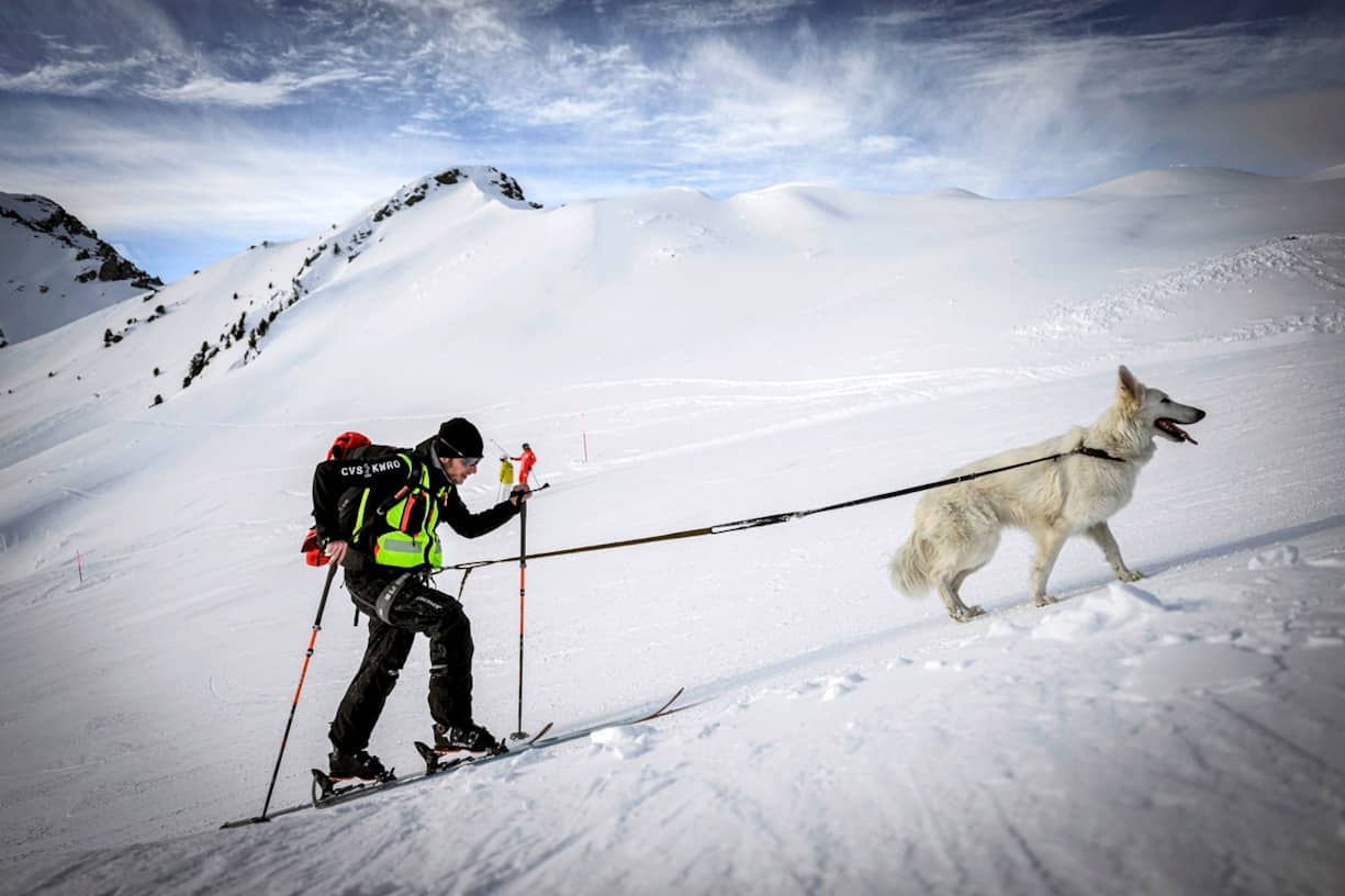 Formation de chiens d'avalanche: montée à peaux de phoque