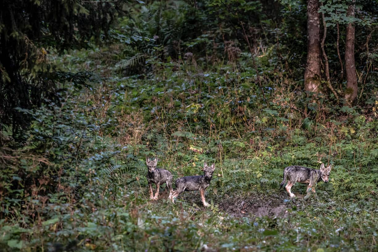 Des louveteaux photographiés en 2022 par Julien Regamey dans le Jura vaudois.