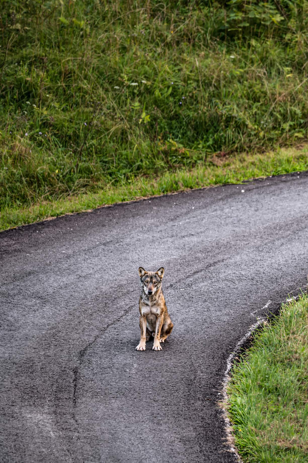 Le photographe animalier Julien Regamey sillonne le Jura vaudois pour capturer les loups de la région.