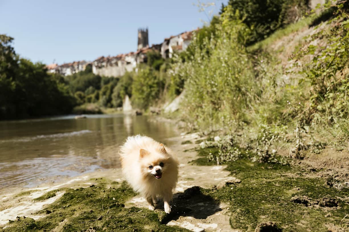 Fribourg Louki