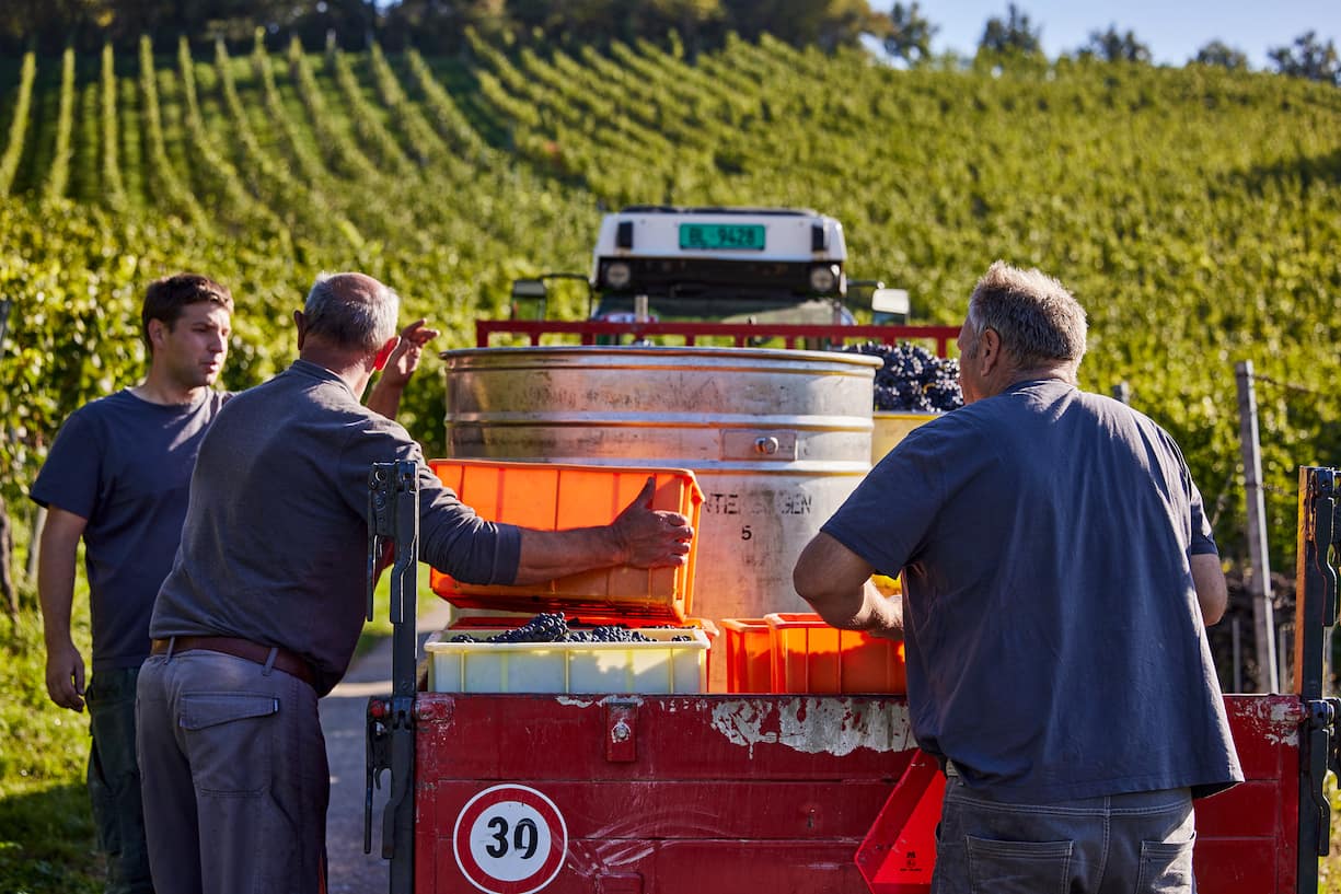 Weingut Jauslin
