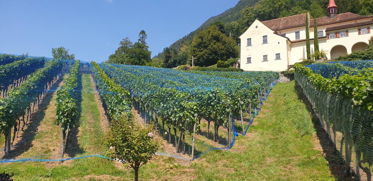 Weingut Rosenberg