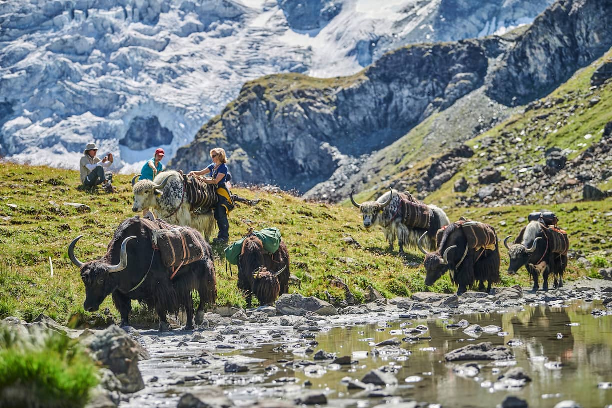 Rosula Blanc et ses yaks dans la nature du val d’Hérens (VS).