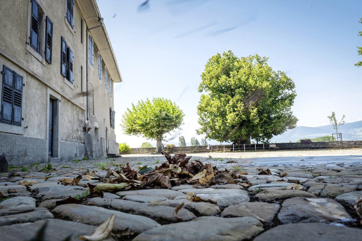 Un tilleul du XVIe siècle au tronc torturé de 461 ans à Estavayer
