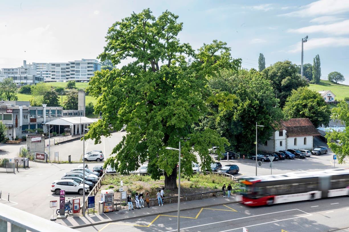 Le chêne campagnard de la Poya (Fribourg) a été rattrapé par l’urbanisation