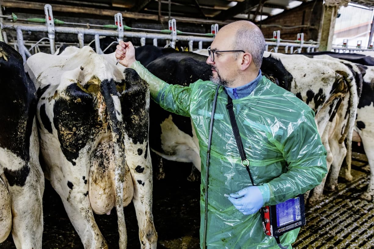 Visite à la ferme Roy à Porrentruy un jour de soins vétérinaires où les vaches sont atteintes de la maladie de la langue bleue