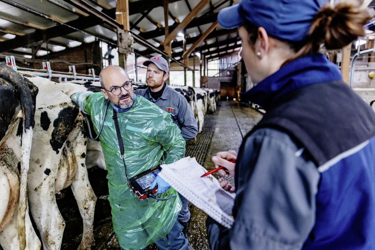 Visite à la ferme Roy à Porrentruy un jour de soins vétérinaires où les vaches sont atteintes de la maladie de la langue bleue