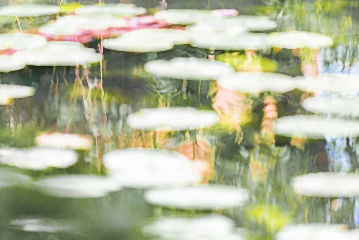 Nénuphar sur l'étang