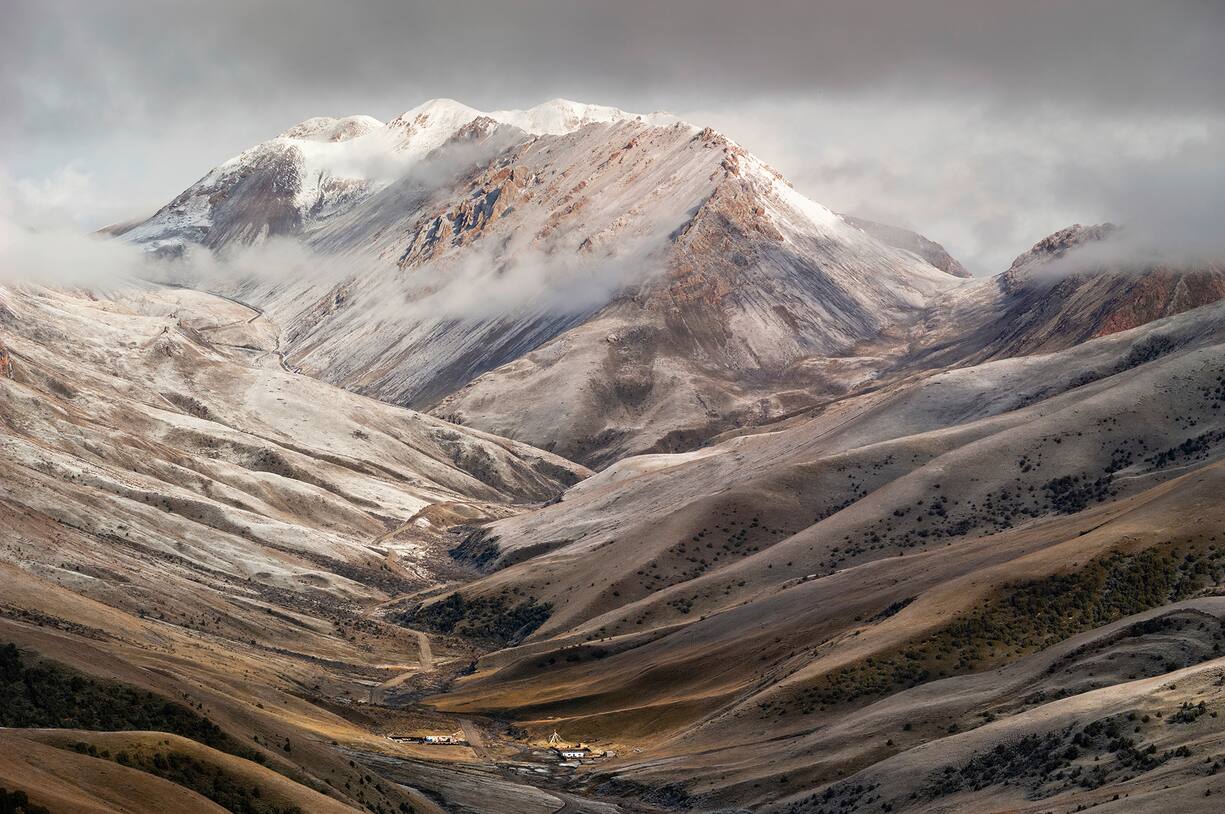 Panthère des neiges