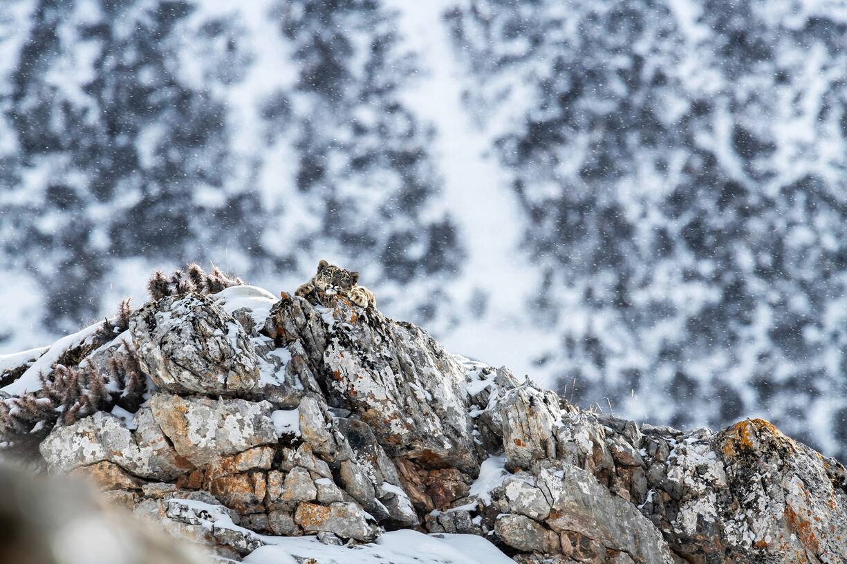 Panthère des neiges