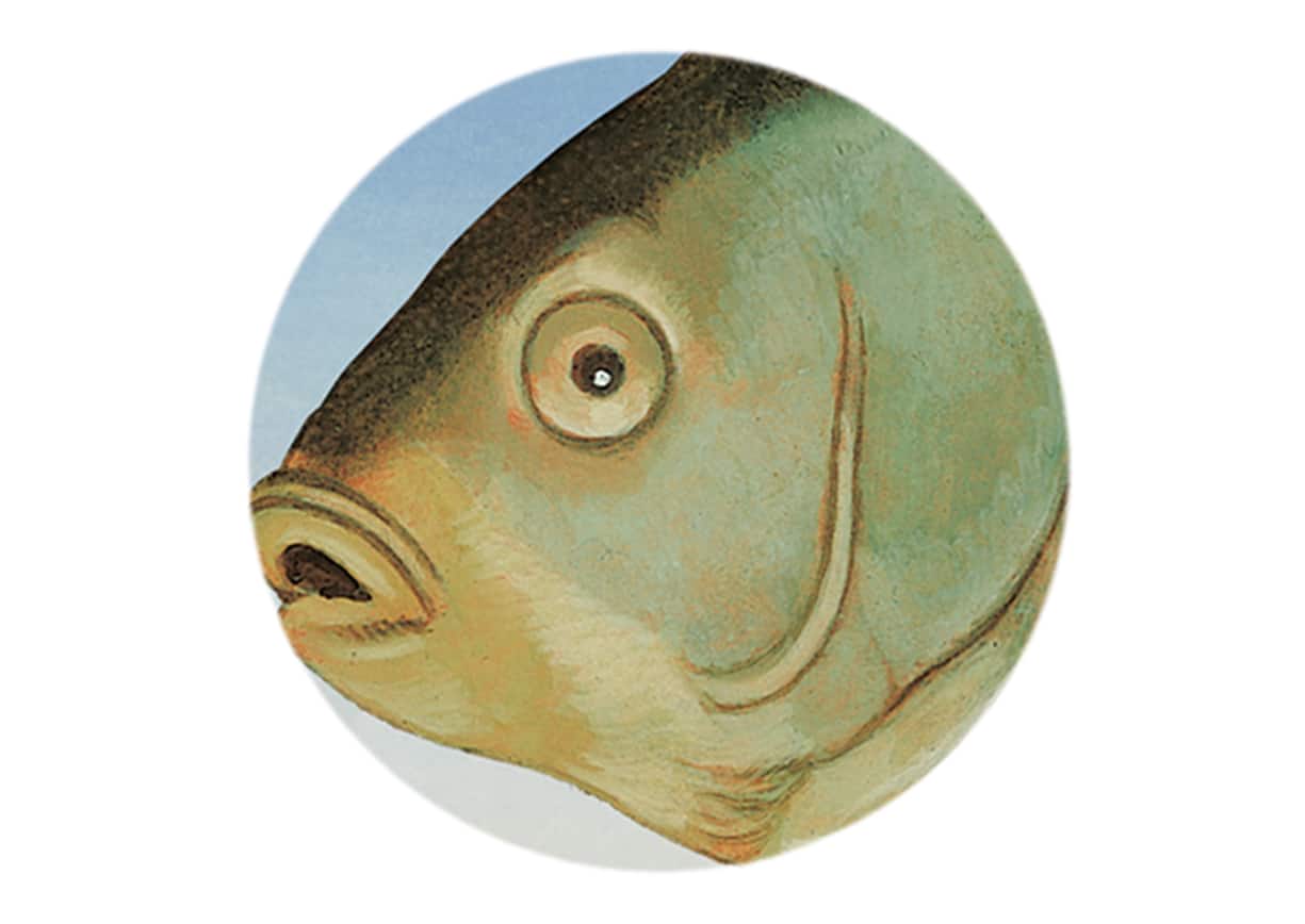 Poisson