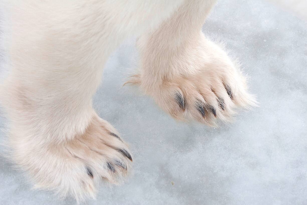 Polar Bear (Ursus maritimus) paws, Churchill, Manitoba, Canada (KEYSTONE/IMAGEBROKER/imagebroker/Jörn Friederich)