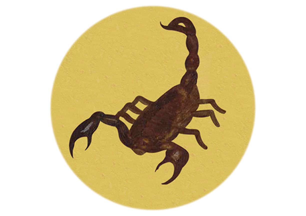 scorpion