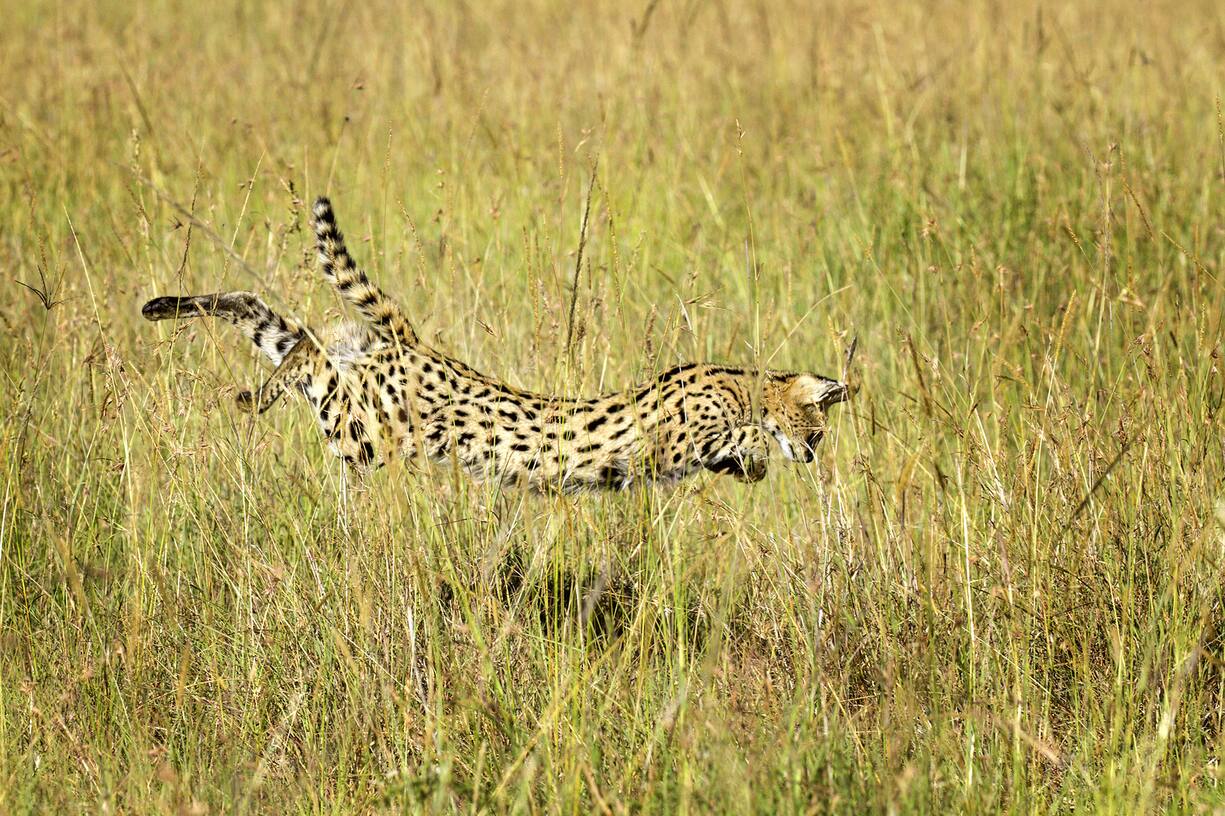 Kenya, Réserve nationale du Masai-Mara, serval (Felis serval), en chasse // Kenya, Masai-Mara game reserve, serval (Felis serval), hunting