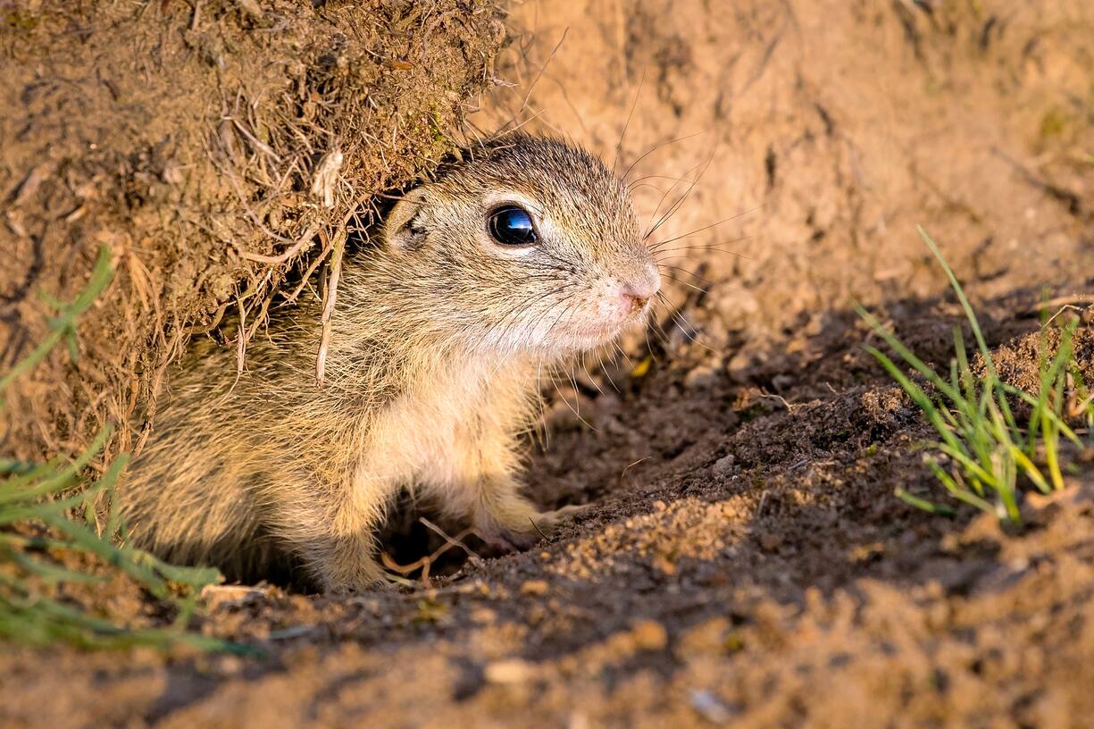 Souslik d'Europe ou spermophile d'Europe - Jeune âgà de 4 semaines â¡ l'entrÃe du terrier au printemps - Hongrie - (Spermophilus citellus) - European ground squirrel - For weeks old baby coming out of burrow in spring - Hungary