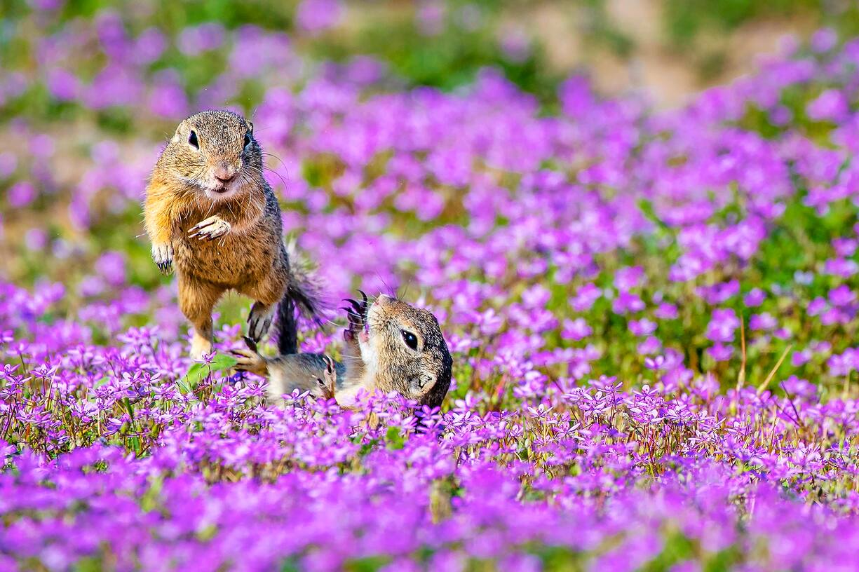 Souslik d'Europe ou spermophiles d'Europe se battant dans un tapis de fleurs de Bec de grue - Hongrie- (Spermophilus citellus) - (Erodium cicutarium) - European ground squirrels fighting in a carpet of flowers of stork's bill - Hungary