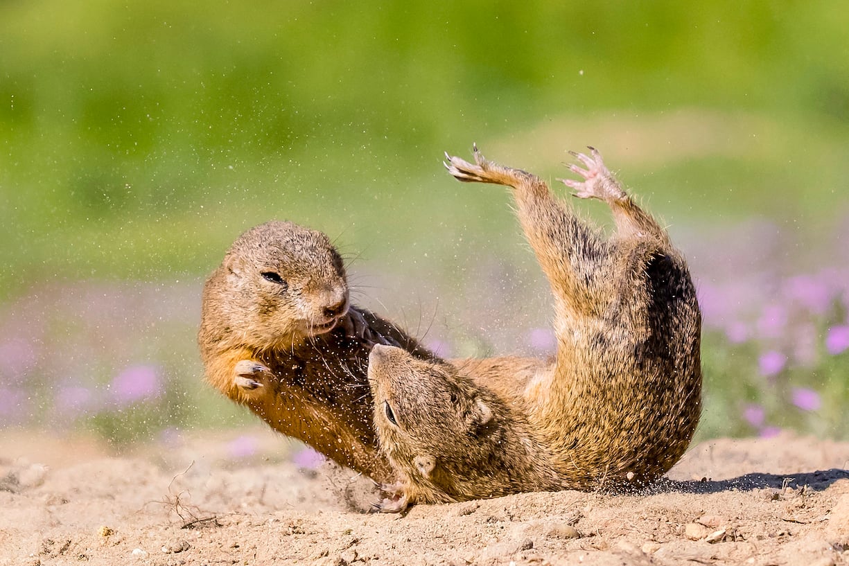 Souslik d'Europe ou spermophiles d'Europe se battant sur les abords du terrier - Hongrie - (Spermophilus citellus) - European ground squirrels fighting on burrow - Hungary
