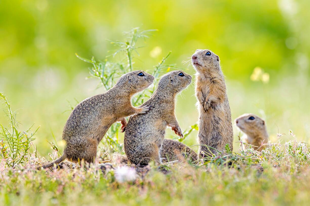 Groupe de sousliks d'Europe ou spermophiles d'Europe adultes sur une prairie sÃche au printemps - Hongrie - (Spermophilus citellus) - Group of European ground squirrels on meadow in spring - Hungary