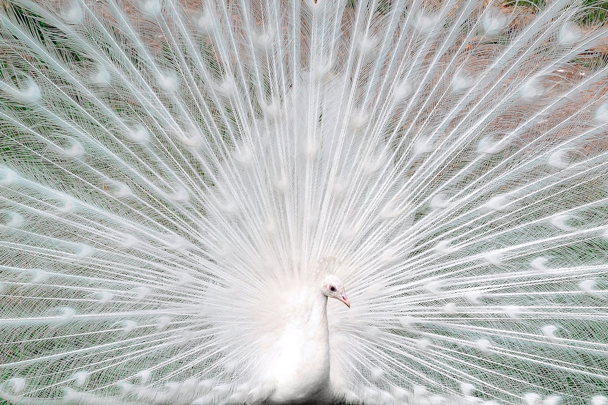 Nantou CountyTaiwan - The White Peafowl, frequently mistaken for an albino, but it is a color variety of Indian Blue Peacock. (KEYSTONE/CAVAN IMAGES/Cheng Shun Ling)