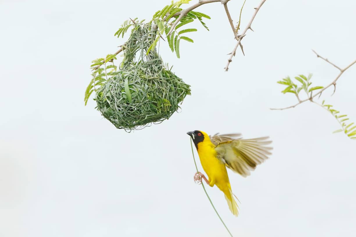 Tisserin m??le construisant un nid / Male weaver making a nest