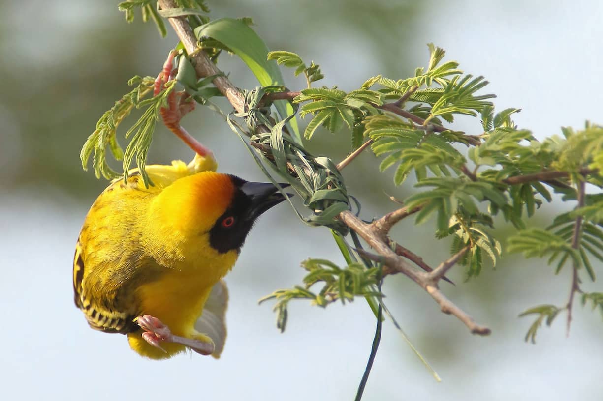 Tisserin ?? t??te rousse m??le d??butant la construction d'un nid en nouant avec son bec des brins d'herbe ?? une branche. PN de Kruger Afrique du sud Southern masked weaver beginning the building of a nest splicing blade on a branch with its bill. Kruger NP. SA