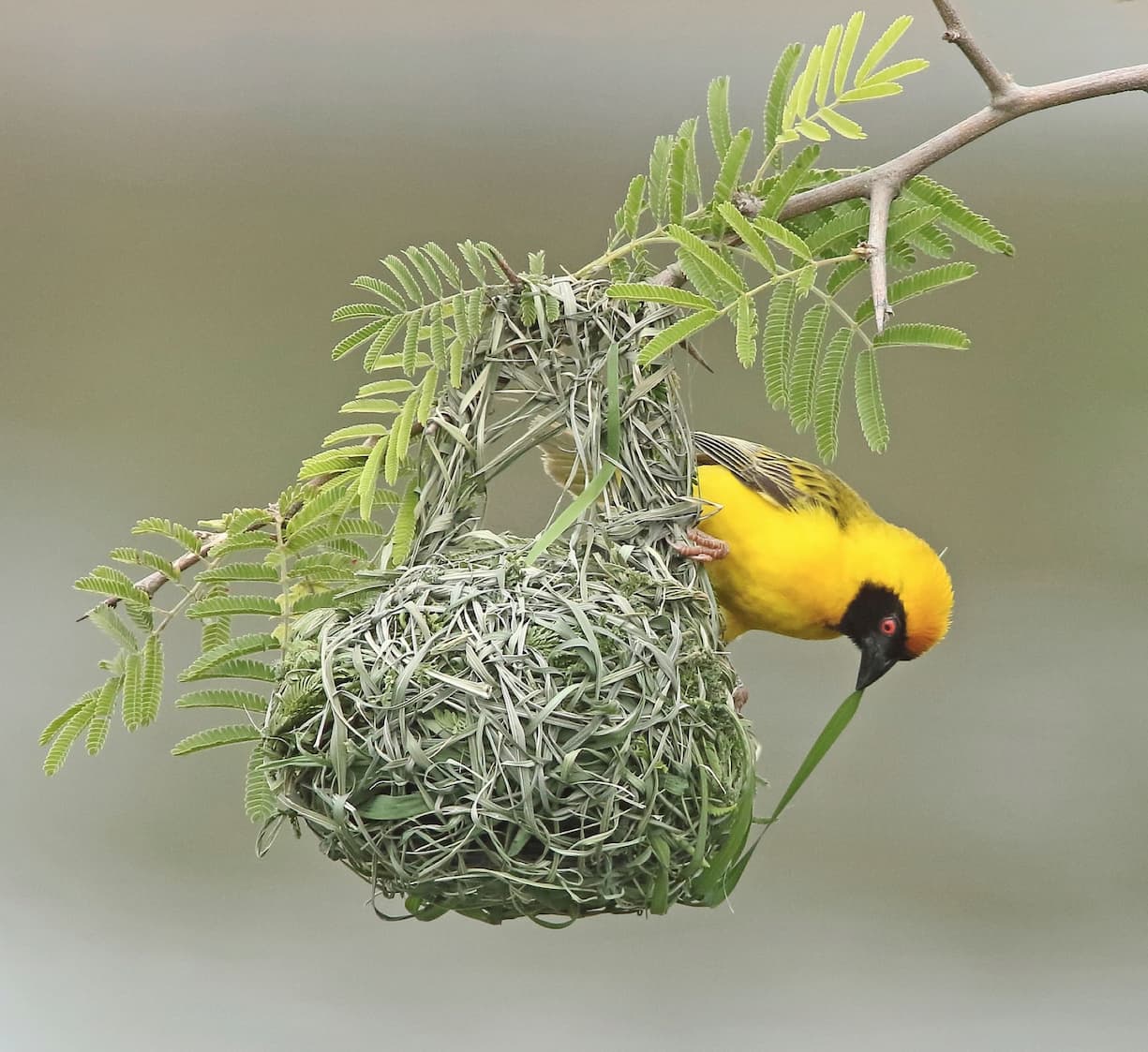 Tisserin ?? t??te rousse m??le en train de consolider son nid un brin d'herbe dans le bec. PN de Kruger Afrique du sud Male Southern masked weaver perched on its unfinished nest strengthening it with a blade in its bill. Kruger NP. SA