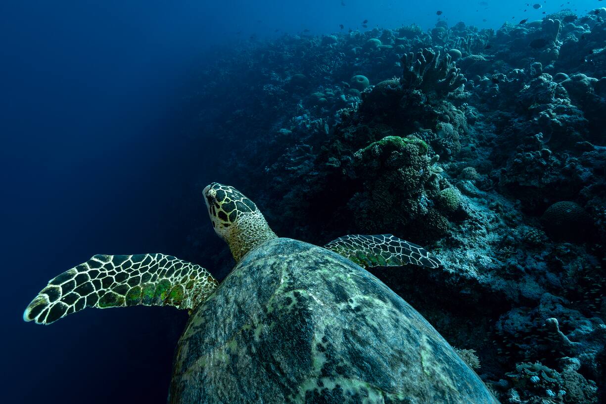 Province de Palawan - Récifs de Tubbataha - Philippines. De nombreuses tortues marines vivent dans les eaux de Tubbataha, et plus généralement aux Philippines. On trouve essentiellement deux espèces, la tortue imbriquée (Eretmochelys imbricata) et la tortue verte (Chelonia mydas). il s'agit ici d'une tortue imbriquée reconnaissable à ses quatre petites écailles entre les yeux, ainsi qu'à ses écailles superposées.