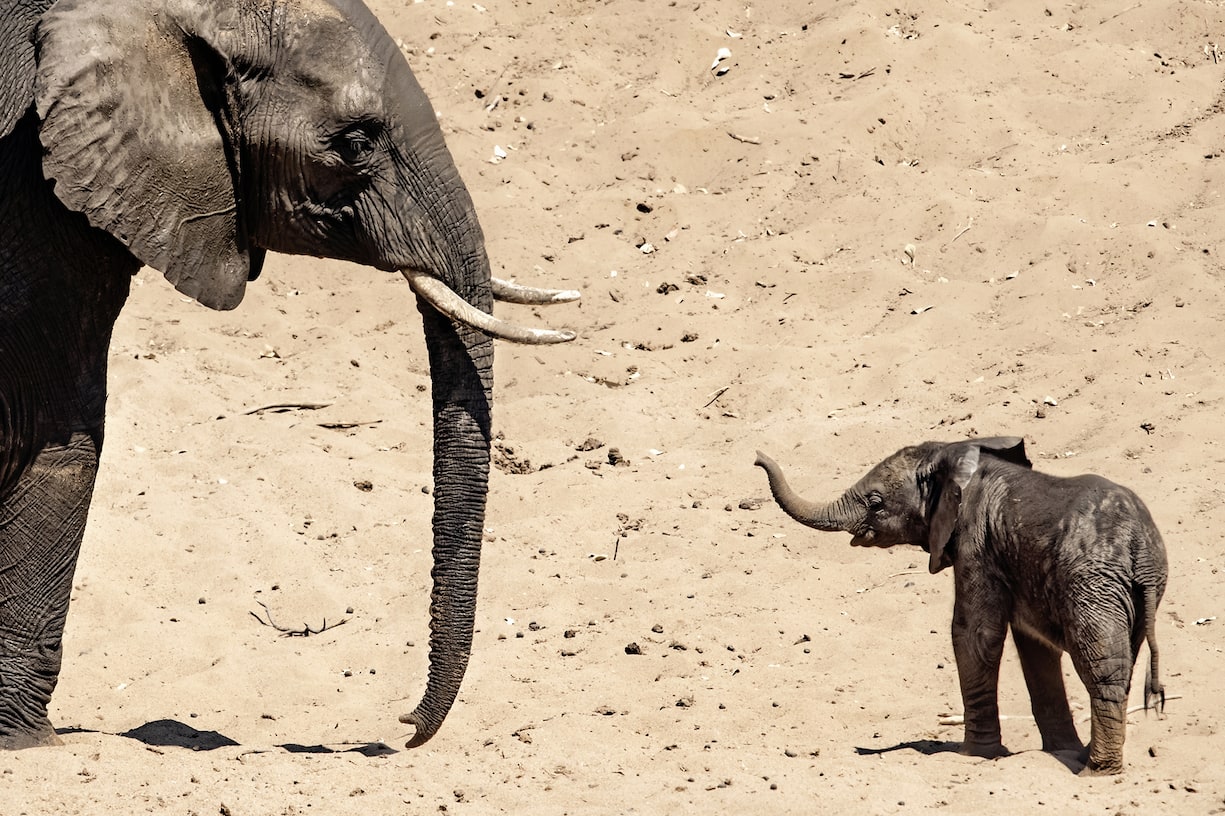 Un éléphant tend sa trompe vers un adulte.