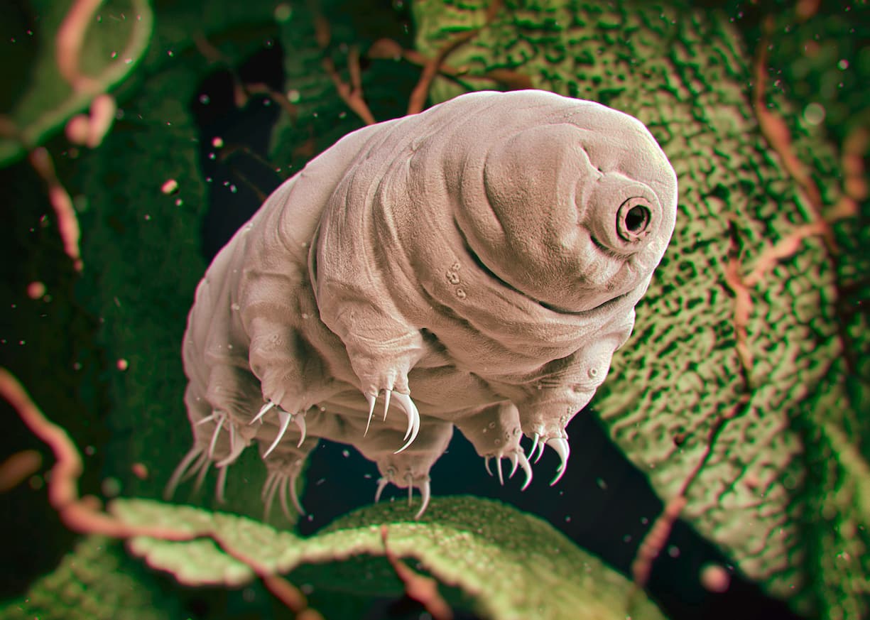 Un tardigrade