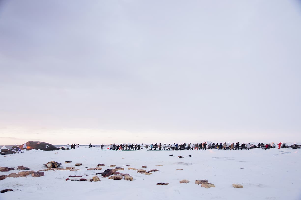 Une baleine boréale de plusieurs dizaines de tonnes est tirée à terre près d’Utqiagvik.