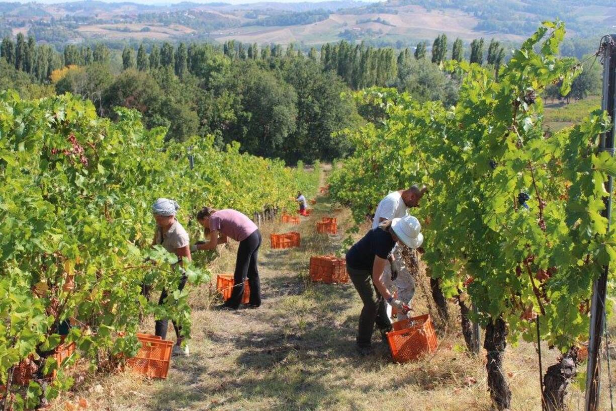 Vendemmia Lamoretti