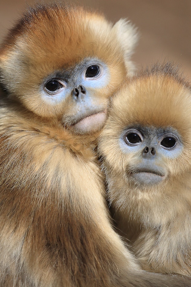 Golden Snub-nosed Monkey (Rhinopithecus roxellana) juveniles huddled up against each other to keep warm, Qinling Mountains, China