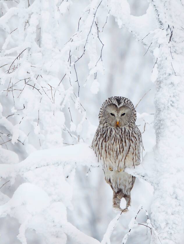 Ural Owl (Stix uralensis) resting in snowy tree, Kuusamo Finland February
