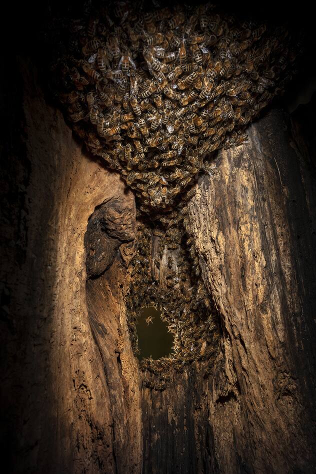 Abeilles
