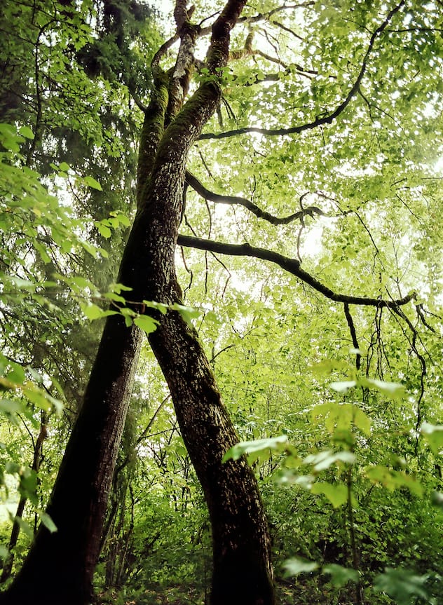 Arbre en forêt