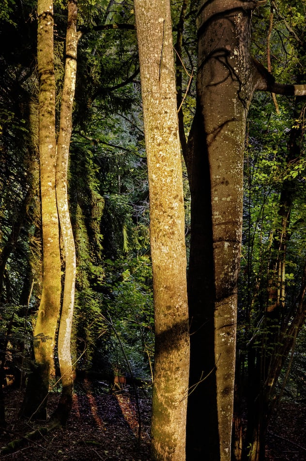 Arbre en forêt