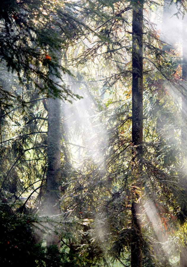 Arbres en forêt