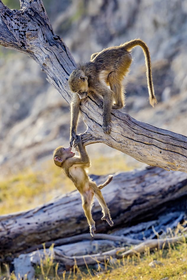 Babouin chacma - jeune et jouant sur la branche d'un arbre mort tombé à terre - P.N. de Chobe - Botswana - Afrique - (Papio ursinus) - Chacma baboon - youngster and juvenile playing on branch of dead tree - Chobe N.P. - Botswana - Africa