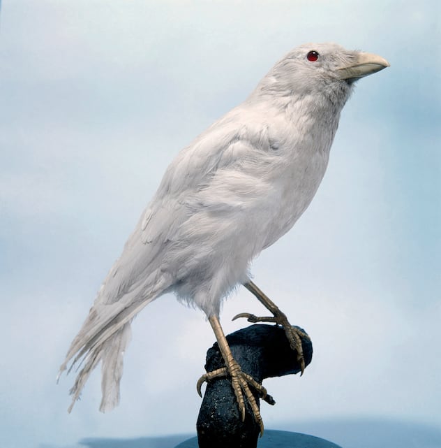 Carrion crow (Corvus corone), mounted albino specimen. The carrion crow is found throughout England and Wales, and southern parts of Scotland. This specimen is held at the Natural History Museum, London, UK. (KEYSTONE/SCIENCE PHOTO LIBRARY/NATURAL HISTORY MUSEUM, LONDON/SCIENCE PHOTO LIBRARY)