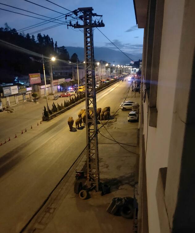 A herd of elephants walk along a road in Eshan, Yunan, China, May 27, 2021 in this image obtained from social media. Eshan County Fang Yuan Car Care Center/ via REUTERS THIS IMAGE HAS BEEN SUPPLIED BY A THIRD PARTY. MANDATORY CREDIT. NO RESALES. NO ARCHIVES.