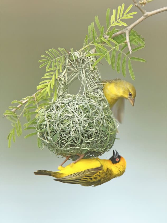 Couple de tisserins ?? t??te rousse sur un nid juste termin?? Pair of southern masked weavers onr a just finished nest