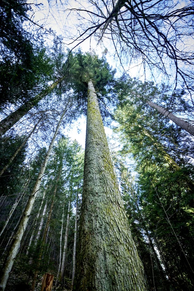 Arbres