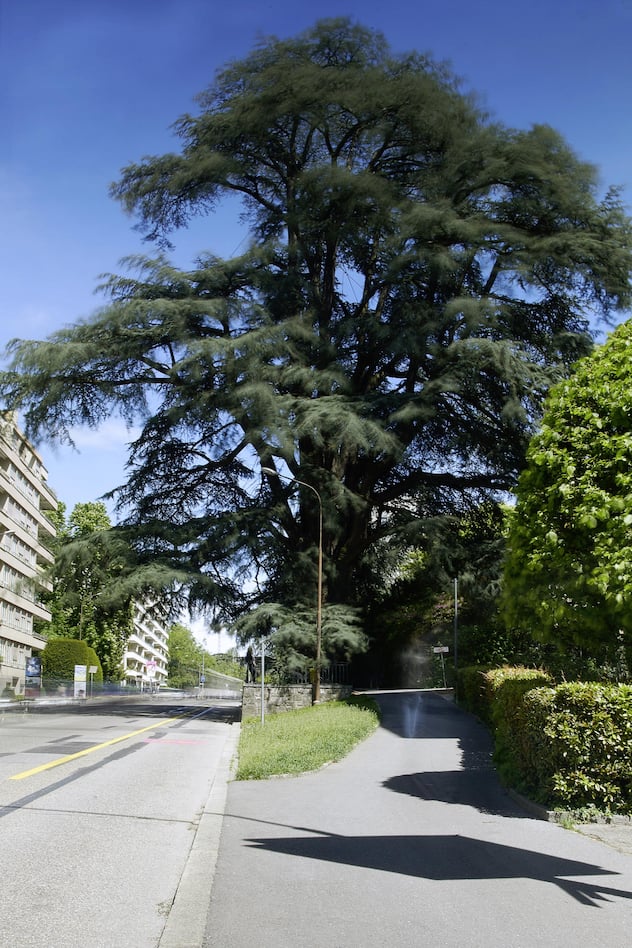 Arbres