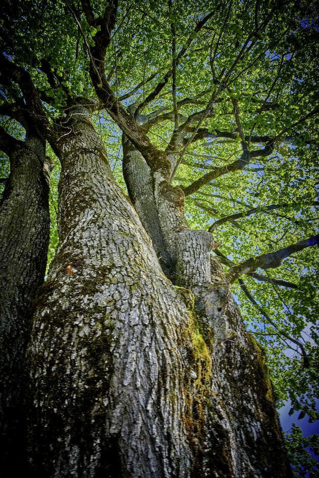 Arbres
