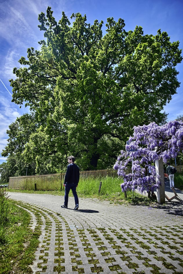 Arbres