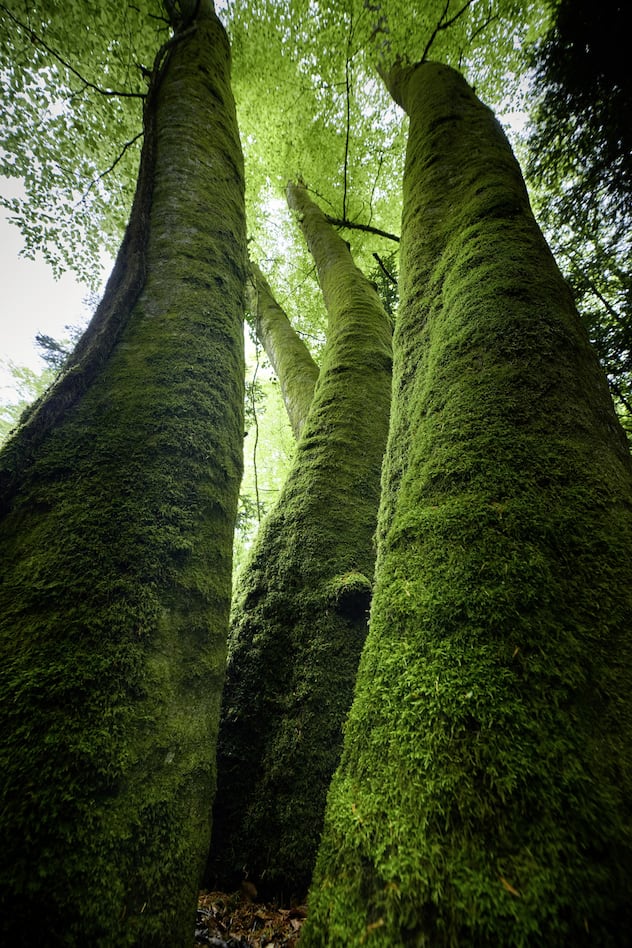 Arbres
