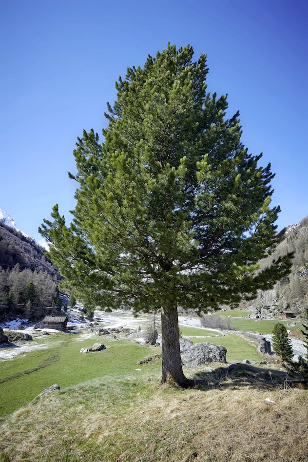 Arbres
