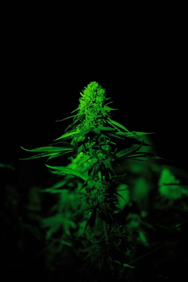 CBD