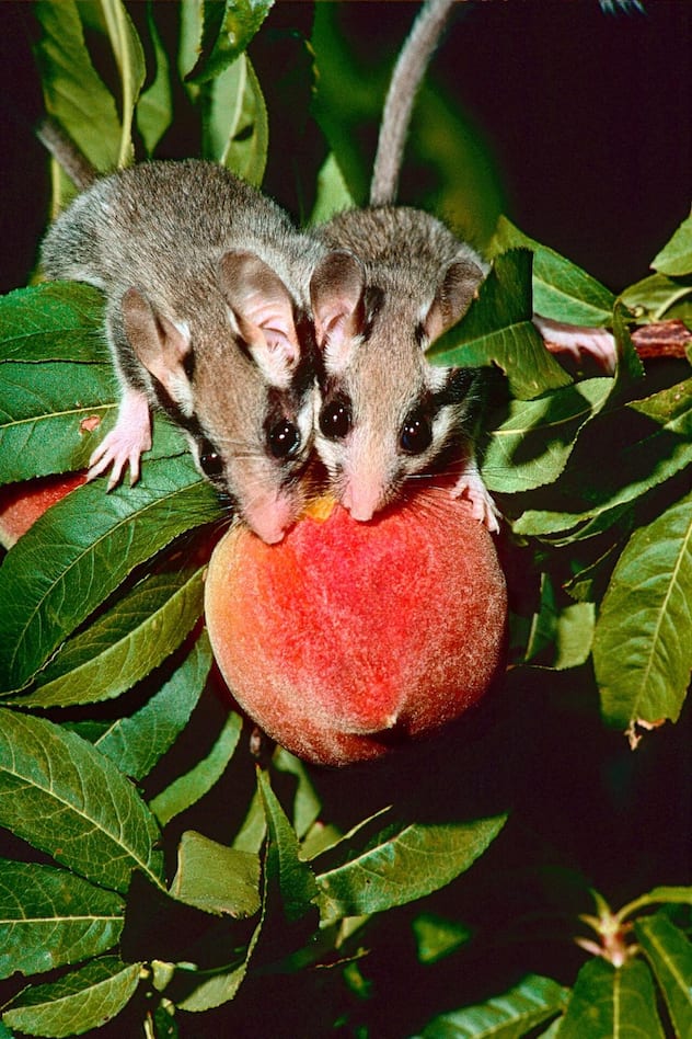 lérot
